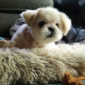 Meet your Posher, Christopher koko